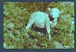 image: Image from the photoset &lsquo;marie pique&ndash;nique&rsquo;.