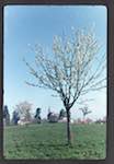 image: Image from the photoset &lsquo;le printemps&rsquo;.