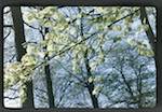 image: Image from the photoset &lsquo;le printemps&rsquo;.