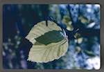 image: Image from the photoset &lsquo;le printemps&rsquo;.