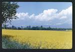 image: Image from the photoset &lsquo;le printemps&rsquo;.