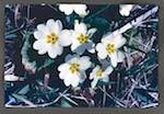 image: Image from the photoset &lsquo;le printemps&rsquo;.