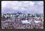 image: Image from the photoset &lsquo;le printemps&rsquo;.