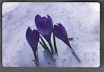 image: Image from the photoset &lsquo;le printemps&rsquo;.