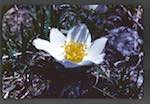 image: Image from the photoset &lsquo;le printemps&rsquo;.