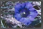 image: Image from the photoset &lsquo;le printemps&rsquo;.