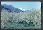 image: Image from the photoset &lsquo;le printemps&rsquo;.