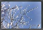 image: Image from the photoset &lsquo;le printemps&rsquo;.
