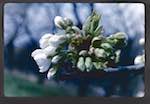 image: Image from the photoset &lsquo;le printemps&rsquo;.