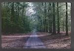image: Image from the photoset &lsquo;le printemps&rsquo;.
