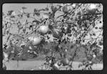 image: Image from the photoset &lsquo;l&rsquo;automne&rsquo;.