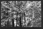 image: Image from the photoset &lsquo;l&rsquo;automne&rsquo;.