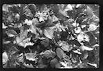 image: Image from the photoset &lsquo;l&rsquo;automne&rsquo;.