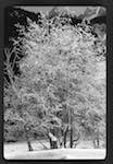 image: Image from the photoset &lsquo;l&rsquo;hiver&rsquo;.