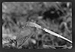 image: Image from the photoset &lsquo;l&rsquo;eau&rsquo;.