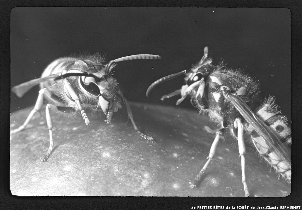 image: This is &lsquo;PETITES B&Ecirc;TES de la FOR&Ecirc;T 16&rsquo;.