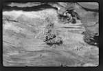 image: Image from the photoset &lsquo;PETITES B&Ecirc;TES de la FOR&Ecirc;T&rsquo;.