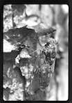 image: Image from the photoset &lsquo;PETITES B&Ecirc;TES de la FOR&Ecirc;T&rsquo;.