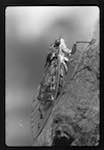 image: Image from the photoset &lsquo;PETITES B&Ecirc;TES de la FOR&Ecirc;T&rsquo;.