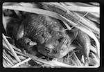 image: Image from the photoset &lsquo;PETITES B&Ecirc;TES de la FOR&Ecirc;T&rsquo;.