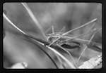 image: Image from the photoset &lsquo;PETITES B&Ecirc;TES de la FOR&Ecirc;T&rsquo;.