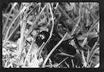 image: Image from the photoset &lsquo;PETITES B&Ecirc;TES de la FOR&Ecirc;T&rsquo;.