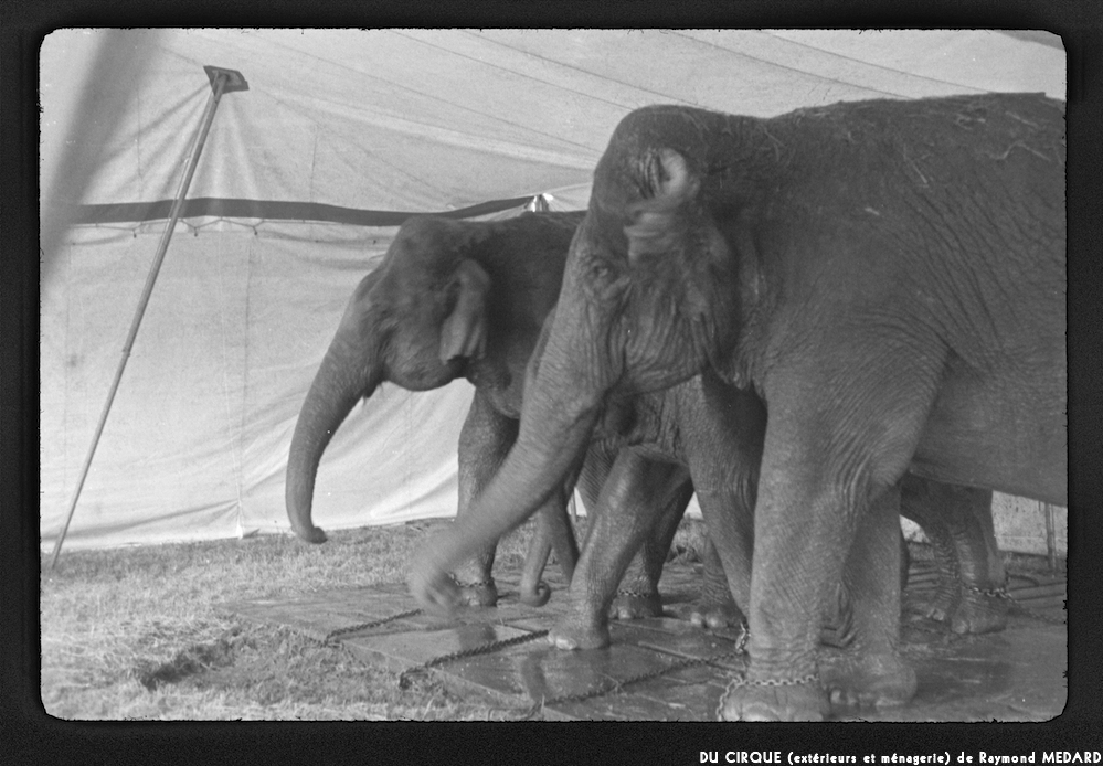 image: This is &lsquo;le cirque (ext&eacute;rieurs et m&eacute;nagerie) 7&rsquo;.