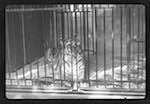 image: Image from the photoset &lsquo;le cirque (ext&eacute;rieurs et m&eacute;nagerie)&rsquo;.