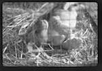 image: Image from the photoset &lsquo;le cirque (ext&eacute;rieurs et m&eacute;nagerie)&rsquo;.