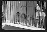 image: Image from the photoset &lsquo;le cirque (ext&eacute;rieurs et m&eacute;nagerie)&rsquo;.