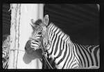image: Image from the photoset &lsquo;le cirque (ext&eacute;rieurs et m&eacute;nagerie)&rsquo;.