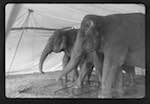 image: Image from the photoset &lsquo;le cirque (ext&eacute;rieurs et m&eacute;nagerie)&rsquo;.