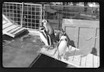 image: Image from the photoset &lsquo;le cirque (ext&eacute;rieurs et m&eacute;nagerie)&rsquo;.