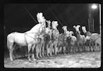 image: Image from the photoset &lsquo;LE CIRQUE (le spectacle)&rsquo;.