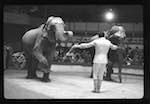 image: Image from the photoset &lsquo;LE CIRQUE (le spectacle)&rsquo;.