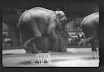 image: Image from the photoset &lsquo;LE CIRQUE (le spectacle)&rsquo;.