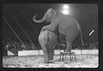 image: Image from the photoset &lsquo;LE CIRQUE (le spectacle)&rsquo;.