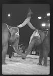 image: Image from the photoset &lsquo;LE CIRQUE (le spectacle)&rsquo;.