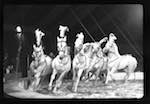 image: Image from the photoset &lsquo;LE CIRQUE (le spectacle)&rsquo;.