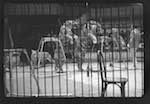 image: Image from the photoset &lsquo;LE CIRQUE (le spectacle)&rsquo;.