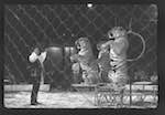 image: Image from the photoset &lsquo;LE CIRQUE (le spectacle)&rsquo;.