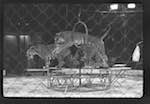image: Image from the photoset &lsquo;LE CIRQUE (le spectacle)&rsquo;.