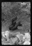 image: Image from the photoset &lsquo;MINETTE ET LES PETITS PALINS&rsquo;.