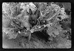 image: Image from the photoset &lsquo;MINETTE ET LES PETITS PALINS&rsquo;.