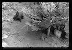 image: Image from the photoset &lsquo;MINETTE ET LES PETITS PALINS&rsquo;.