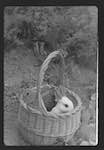 image: Image from the photoset &lsquo;MINETTE ET LES PETITS PALINS&rsquo;.