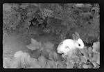 image: Image from the photoset &lsquo;MINETTE ET LES PETITS PALINS&rsquo;.