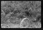 image: Image from the photoset &lsquo;MINETTE ET LES PETITS PALINS&rsquo;.