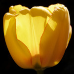 image: escher&nbsp;blummen (cil) photoset