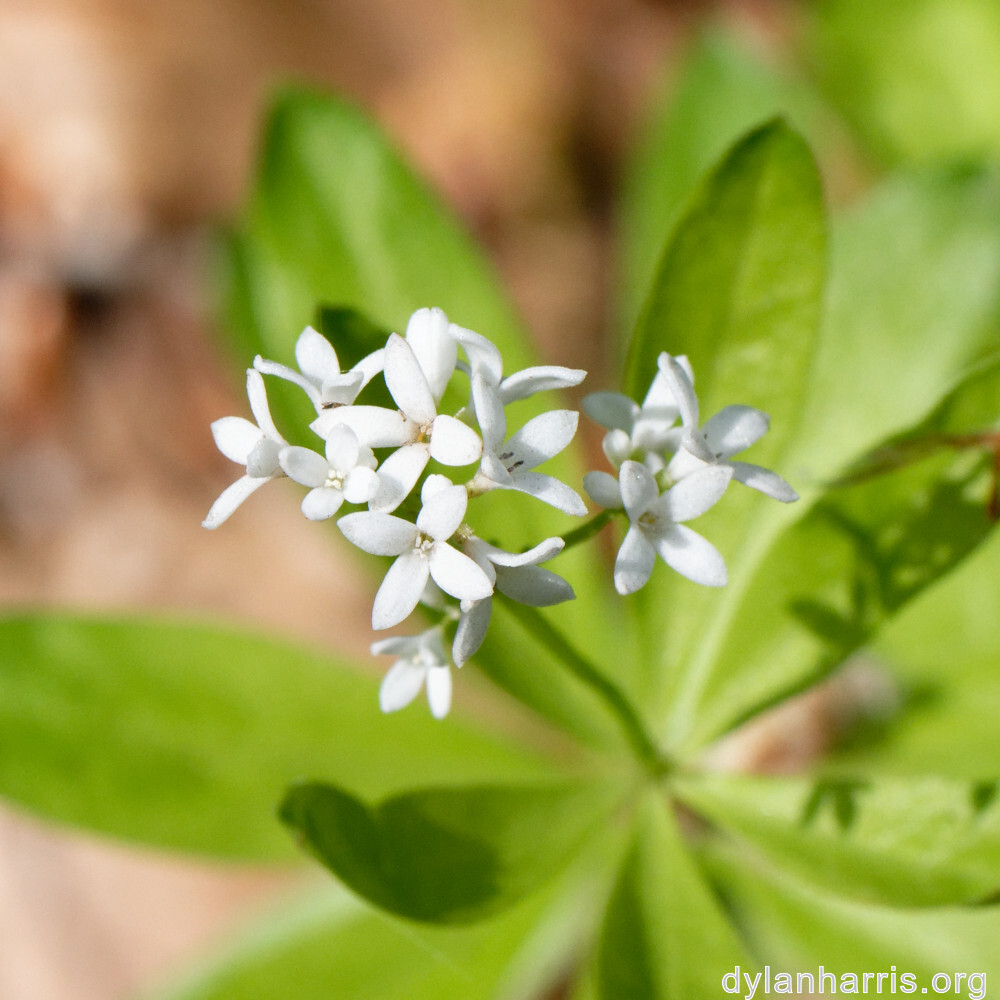image: This is &lsquo;flower (xxiv) &rsquo;.